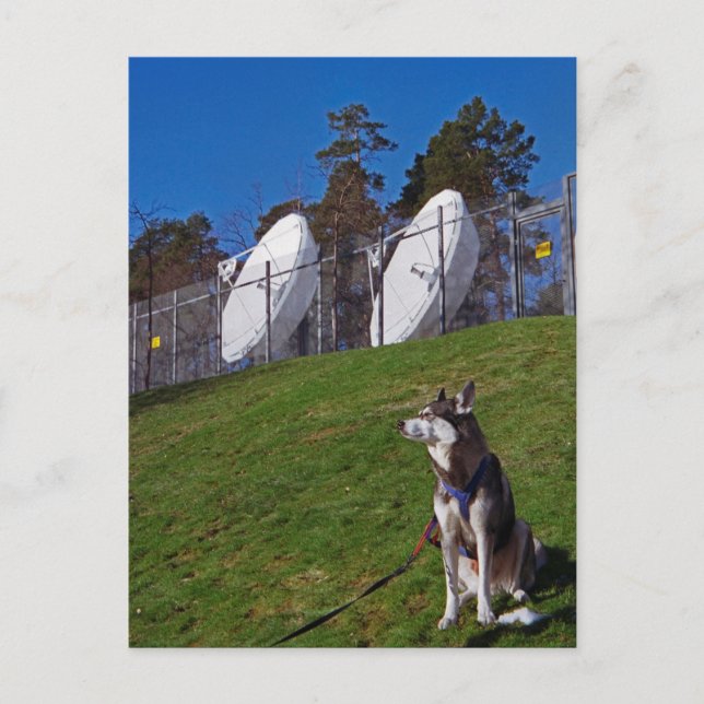 Spårare hund vykort (Framsida)