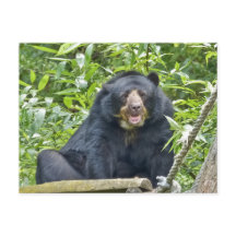 Spårat björn - vykort