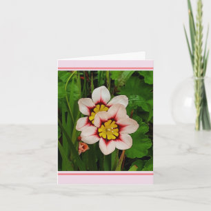 Sparaxis blommor kort