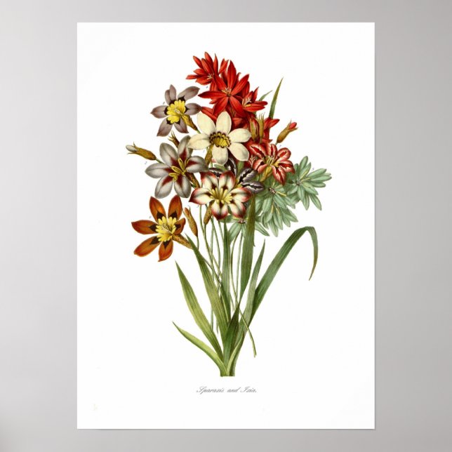 Sparaxis och Ixia spp. Poster (Framsidan)