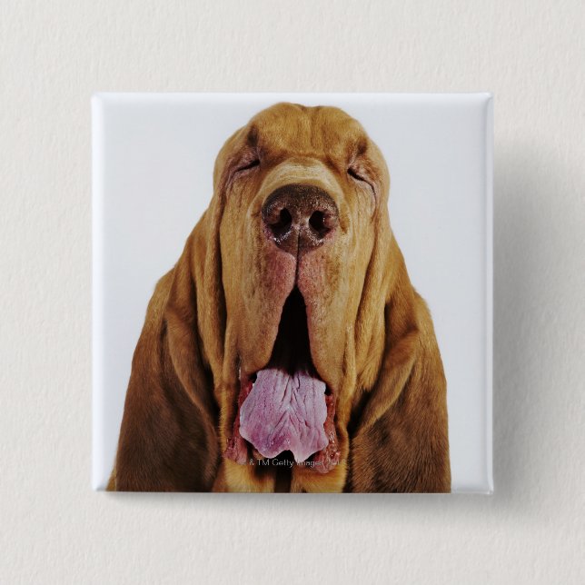 Spårhund (hund för St. Hubert) med stängda ögon, Knapp (Framsida)