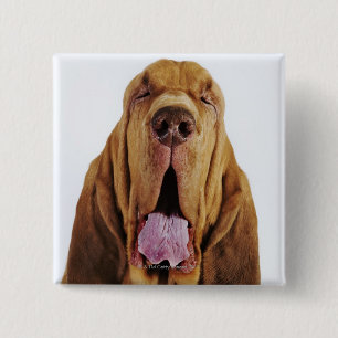 Spårhund (hund för St. Hubert) med stängda ögon, Knapp