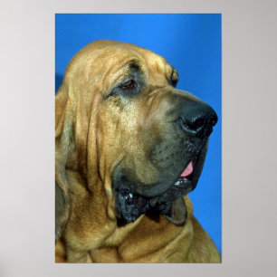 Spårhund Poster