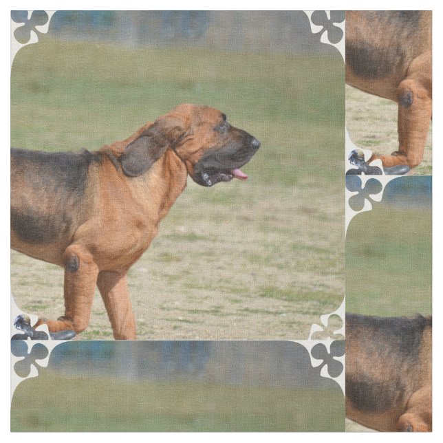 Spårhund Tyg (Närbild)