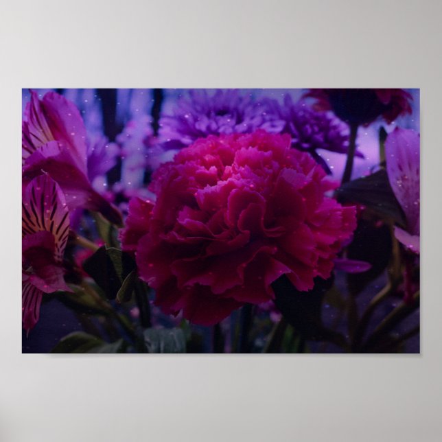 Sparkly Carnation Poster (Framsidan)