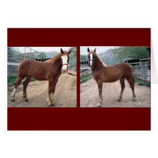 Sparky & Susie Hälsningskort