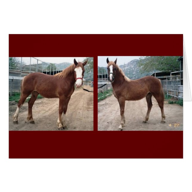 Sparky & Susie Hälsningskort (Framsidan Horizontal)