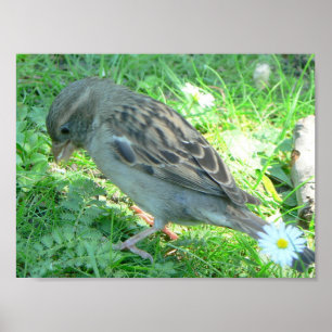 Sparrafågel poster