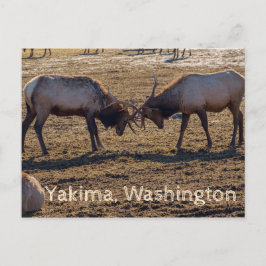 Sparring Elk Yakima Washington USA Vykort