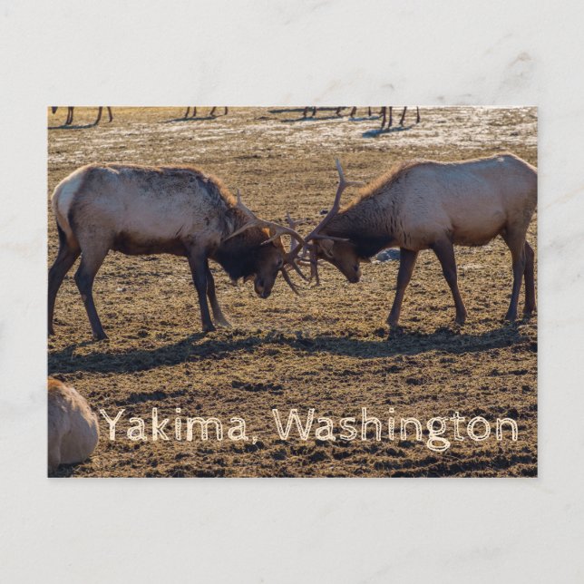 Sparring Elk Yakima Washington USA Vykort (Framsida)
