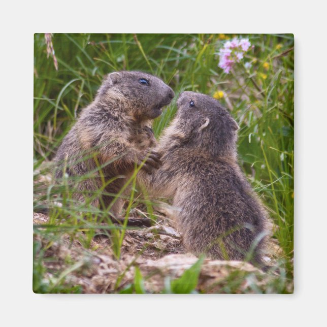 Sparring Partners Magnet (Framsidan)