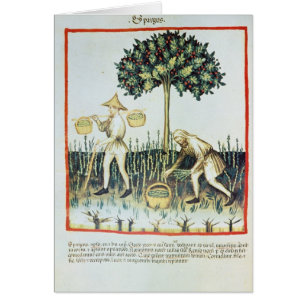 Sparrisplockare, 1200-talet hälsningskort