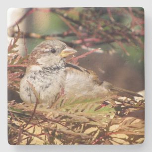 Sparrow - Backyard Bird Series -    Underlägg