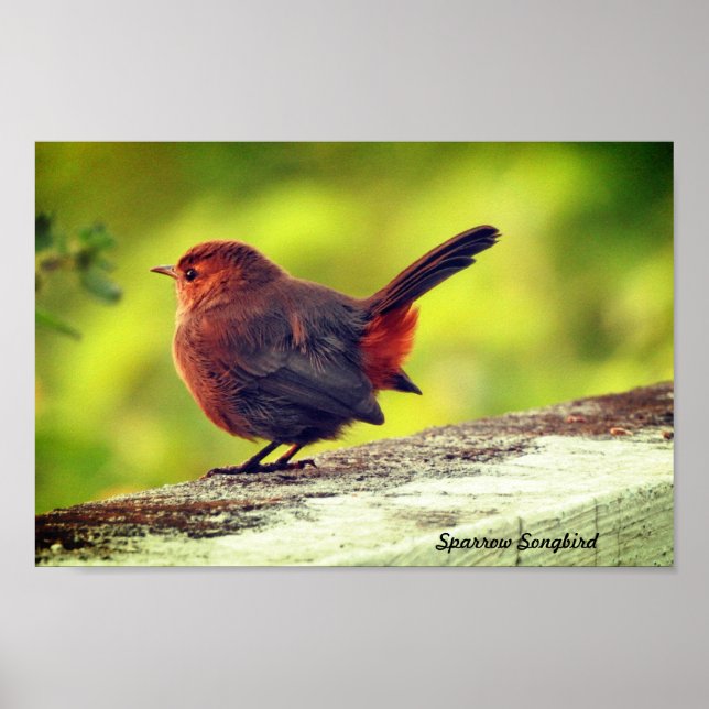 Sparrow Bird Perched Poster (Framsidan)