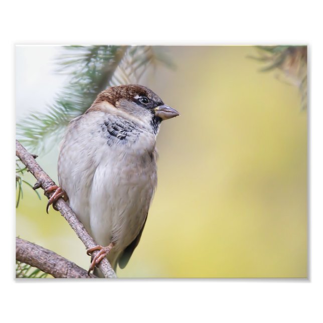 Sparrow Bird Photography Fototryck (Framsidan)