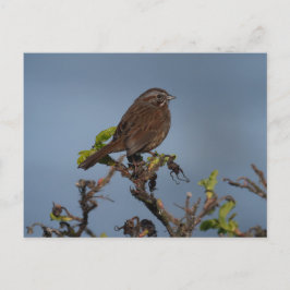 Sparrow Blå himmel vykort