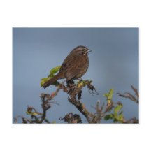 Sparrow Blå himmel vykort