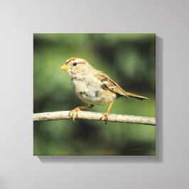 Sparrow Canvastryck