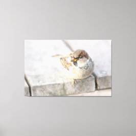 Sparrow - efter den transatlantiska canvastryck