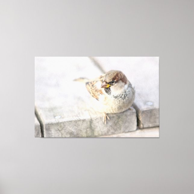 Sparrow - efter den transatlantiska canvastryck (Framsida)