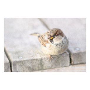 Sparrow - efter den transatlantiska fototryck