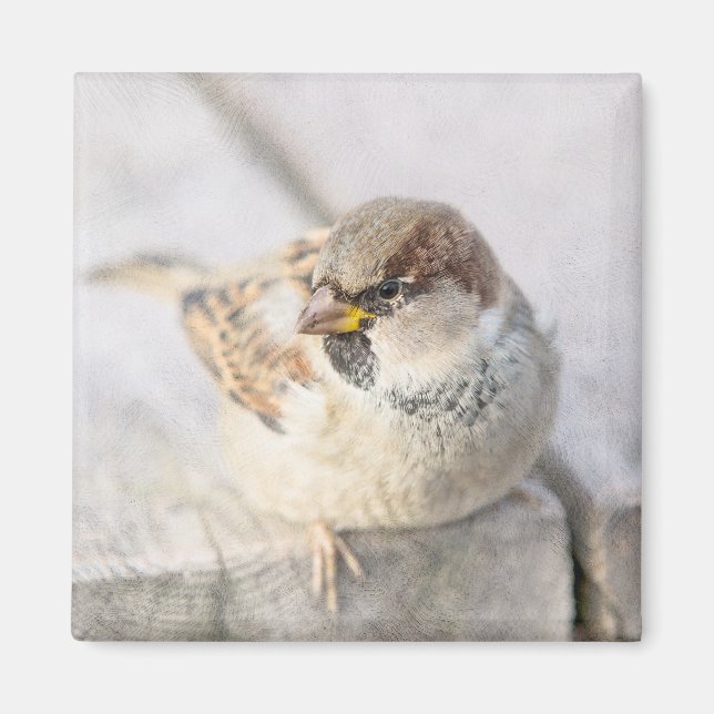 Sparrow - efter den transatlantiska magnet (Framsidan)