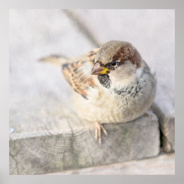 Sparrow - efter den transatlantiska poster (Framsidan)
