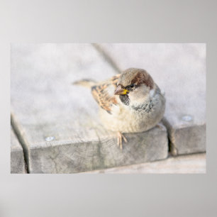 Sparrow - efter den transatlantiska poster