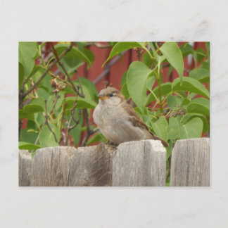 sparrow fält Flagstaff, Arizona Vykort