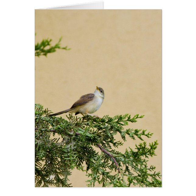 Sparrow Hälsningskort (Framsidan)