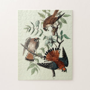 Sparrow hawks pussel