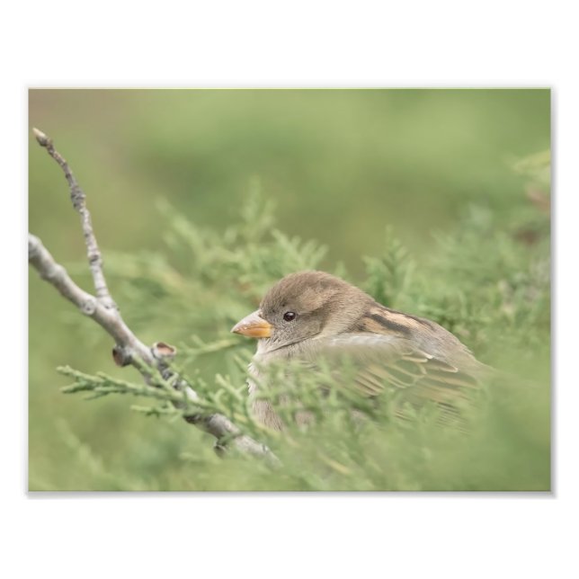 Sparrow i Cedar Photography Print Fototryck (Framsidan)