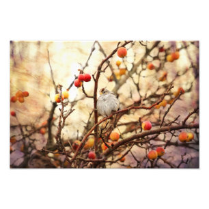 Sparrow i ett krabbaApple träd Fototryck