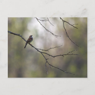 Sparrow i ett skogsområde vykort