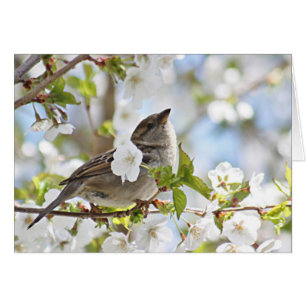 Sparrow i körsbärsröda blommar hälsningskort