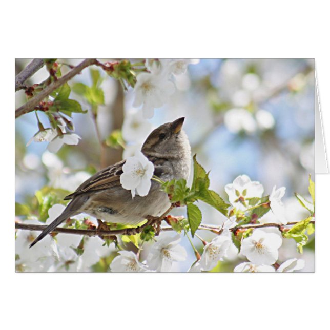 Sparrow i körsbärsröda blommar hälsningskort (Framsidan Horizontal)