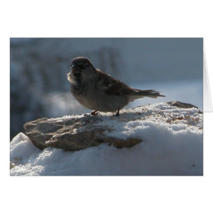 Sparrow i Snö Hälsningskort