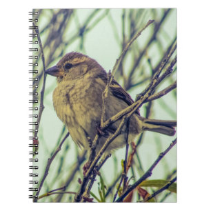Sparrow i Träd Photo Anteckningsbok