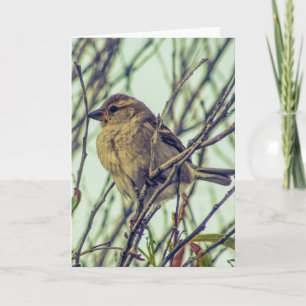 Sparrow i Träd Photo Kort