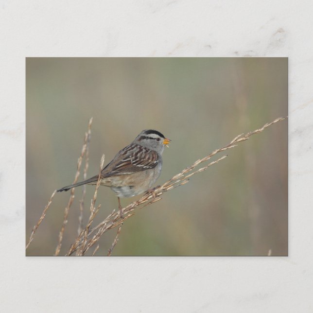 Sparrow i vykortet Grass 2 Vykort (Framsida)