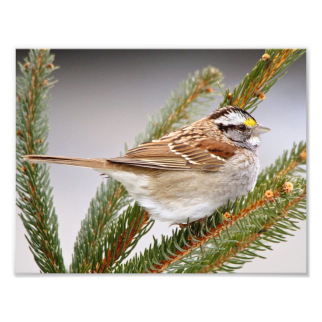 Sparrow i Winter Fototryck (Framsidan)