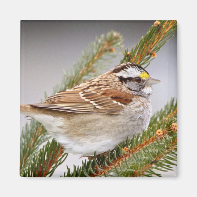 Sparrow i Winter Magnet (Framsidan)