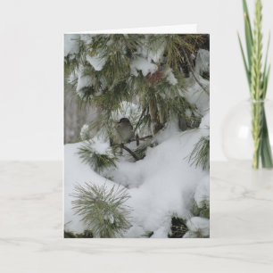 Sparrow in Snowy Evergreen Kort