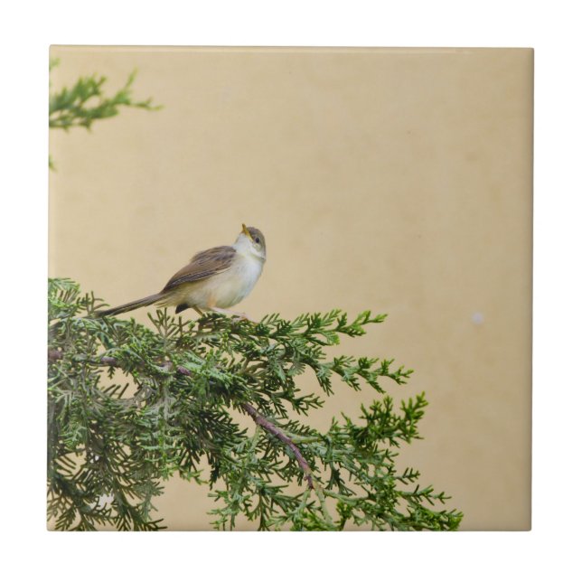 Sparrow Kakelplatta (Framsidan)