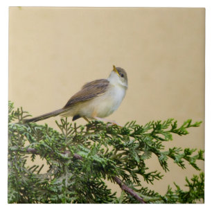 Sparrow Kakelplatta