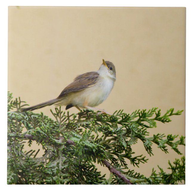 Sparrow Kakelplatta (Framsidan)