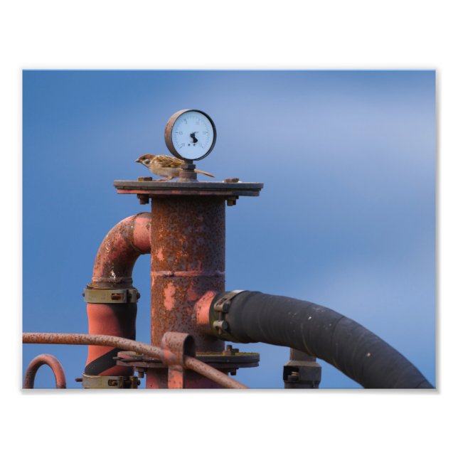 Sparrow kontrollerar luft tryck före start! (Framsidan)