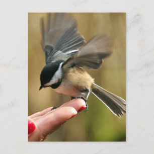 Sparrow landar på min frus hand vykort