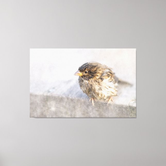 Sparrow - Misslyckas för väderprognosepic Canvastryck (Framsida)