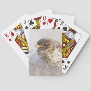 Sparrow - Misslyckas för väderprognosepic Casinokort